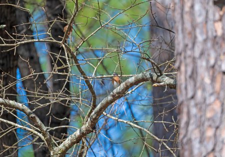 Pájaro azul del este en un bosque en el Parque Nacional Congaree en Carolina del Sur