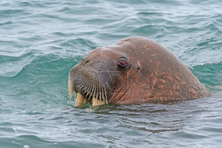 Ein Walross, das mit roten Augen auf Spitzbergen aus dem Wasser auftaucht 
