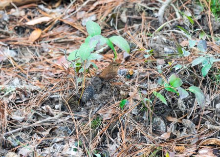Un hiver Wren à la recherche de nourriture dans la couverture morte dans le parc national Congaree en Caroline du Sud