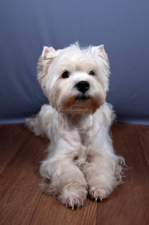 Téléchargez les photos : West Highland Terrier Chien assis à la maison, chien portrait, gros plan - en image libre de droit