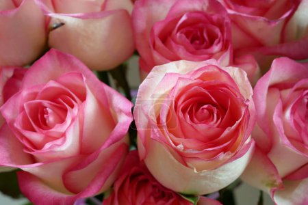 beautiful bouquet of pink roses background. Closeup