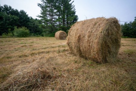 Téléchargez les photos : Rolled Hay assis dans un champ en Nouvelle-Angleterre - en image libre de droit