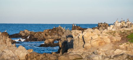 Téléchargez les photos : Côte rocheuse californienne avec un grand plan d'eau en arrière-plan. Les rochers ont des pélicans et sont dispersés dans toute la région, certains plus grands et d'autres plus petits. L'eau est calme et le ciel est clair - en image libre de droit