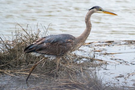 Ein großer Vogel mit langem Hals geht an einem nassen Ufer spazieren. Der Vogel steht auf einem Grashaufen und blickt über das Wasser. Die Szene ist friedlich und heiter