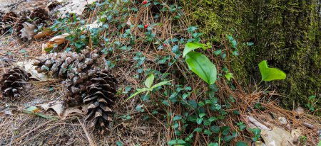 Téléchargez les photos : Un tronc d'arbre mousseux avec des cônes de pin et du lierre qui poussent dessus - en image libre de droit