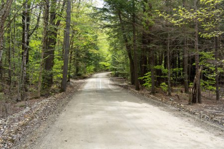 Téléchargez les photos : Un chemin de terre dans une forêt avec des arbres des deux côtés. La route est vide et il n'y a personne dessus. - en image libre de droit