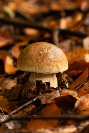Photo for Young boletus after rain in autumn in the forest - Royalty Free Image