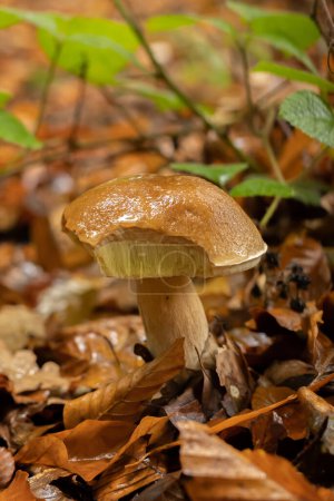 Photo for Young boletus after rain in autumn in the forest - Royalty Free Image