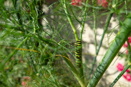 beautiful swallowtail caterpillar eating a fennel leaf