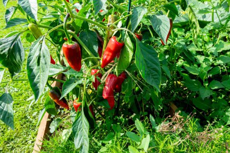 Fresh espelette pepper on the plant in the summer sun