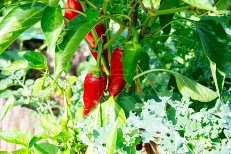 Photo for Fresh espelette pepper on the plant in the summer sun - Royalty Free Image