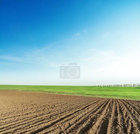 Photo for Agriculture ploughed field and green on horizon in sunset time. Blue sky over farmland. Ukrainian agriculture landscape. - Royalty Free Image