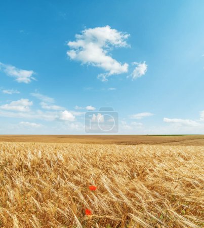 Téléchargez les photos : Agriculture golden color field and blue sky with clouds. Ukrainian agriculture landscape. - en image libre de droit
