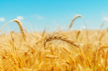 Foto de A field of golden color with ripe wheat and blue sky over it. Field of Southern Ukraine with a harvest. Ukrainian agriculture landscape. Soft focus. - Imagen libre de derechos