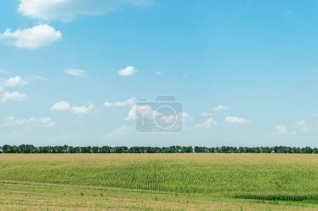 Téléchargez les photos : Champ vert avec maïs et ciel bleu avec nuages. Paysage agricole ukrainien. - en image libre de droit