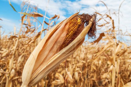 Téléchargez les photos : Couleur dorée du maïs sec sur le champ. Paysage agricole ukrainien. - en image libre de droit