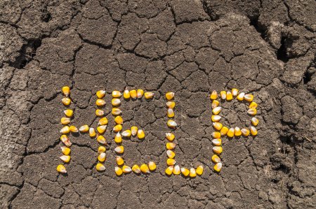 Téléchargez les photos : Le mot AIDE des grains de maïs sur le sol fissuré. Champ du sud de l'Ukraine. - en image libre de droit