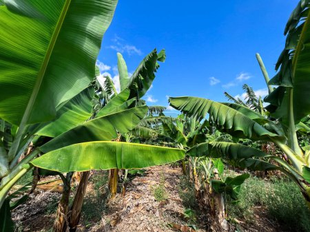 Plantage mit grünen Bananenpalmen