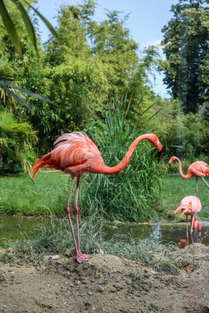 Foto de Hermosos flamencos rosados en el jardín zoológico - Imagen libre de derechos