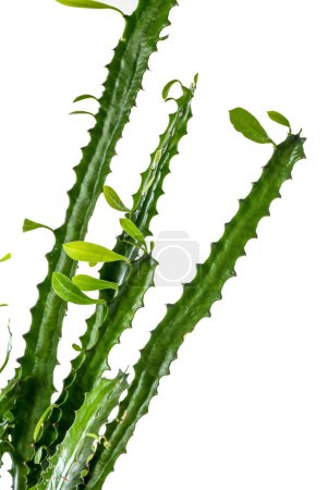 Foto de Cactus verde sobre fondo blanco, primer plano - Imagen libre de derechos