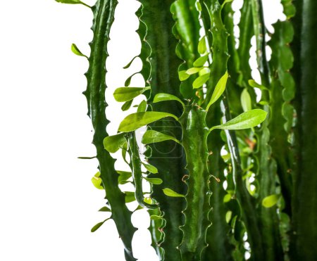 Foto de Vista de primer plano del cactus verde sobre fondo blanco - Imagen libre de derechos