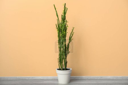 Foto de Cactus verde cerca de la pared de color en la habitación - Imagen libre de derechos