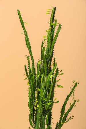 Foto de Cactus verde contra fondo de color, primer plano - Imagen libre de derechos