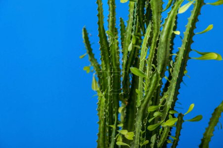 Foto de Cactus verde cerca de la pared azul, primer plano - Imagen libre de derechos