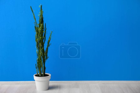 Foto de Cactus verde cerca de la pared azul en la habitación - Imagen libre de derechos