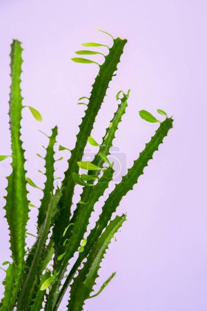 Foto de Vista de primer plano del cactus verde cerca de la pared de color - Imagen libre de derechos