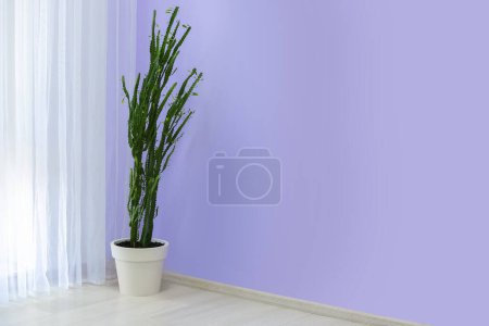 Foto de Cactus verde cerca de la pared de luz en la habitación - Imagen libre de derechos