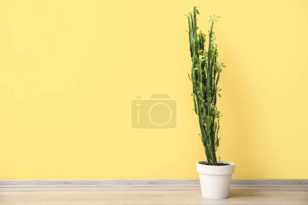 Foto de Cactus verde sobre suelo gris cerca de la pared amarilla - Imagen libre de derechos
