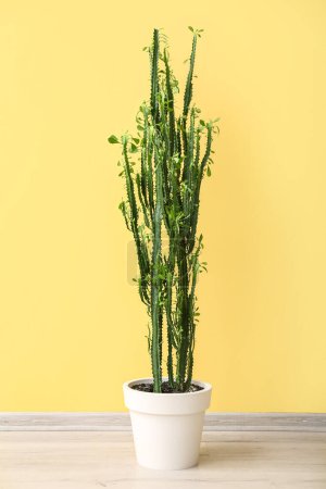 Foto de Cactus verde sobre suelo gris cerca de la pared amarilla - Imagen libre de derechos