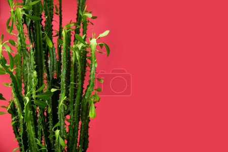 Foto de Vista de primer plano del cactus verde cerca de la pared roja - Imagen libre de derechos
