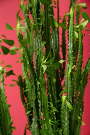 Foto de Vista de primer plano del cactus verde cerca de la pared roja - Imagen libre de derechos