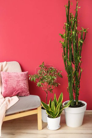 Foto de Cómodo sillón y diferentes plantas de interior cerca de la pared de color - Imagen libre de derechos