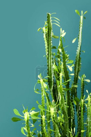 Foto de Vista de primer plano del cactus sobre fondo verde - Imagen libre de derechos
