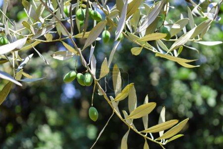 Téléchargez les photos : Vue rapprochée des branches d'arbres aux olives vertes dans le jardin - en image libre de droit