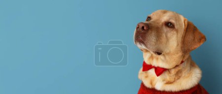 Téléchargez les photos : Cute Labrador dog with bow tie on blue background with space for text. Valentine's Day celebration - en image libre de droit