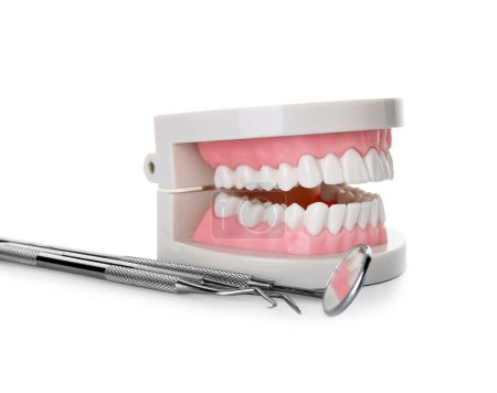 Foto de Jaw model with dental tools on table against white background - Imagen libre de derechos