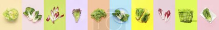 Téléchargez les photos : Group of healthy leaf salads on color background - en image libre de droit