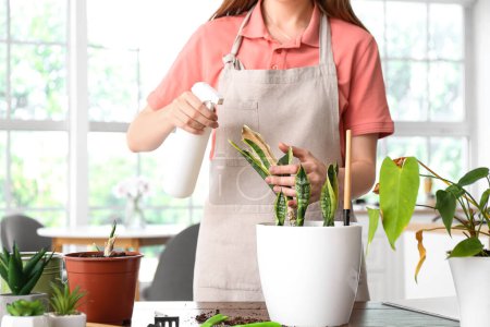 Woman spraying water onto wilted houseplant at home