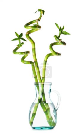 Photo for Glass vase with green bamboo stems on white background - Royalty Free Image