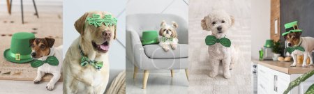 Photo for Festive collage for St. Patrick's Day celebration with cute dogs at home - Royalty Free Image