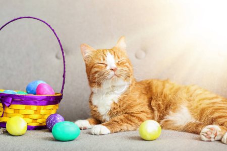 Photo for Cute red cat with basket of Easter eggs lying on sofa - Royalty Free Image