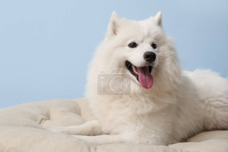 Lindo perro Samoyedo acostado en cama de mascotas cerca de la pared azul
