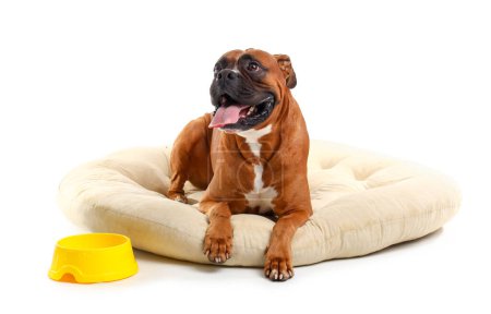 Foto de Boxeador perro acostado en cama de mascotas sobre fondo blanco - Imagen libre de derechos