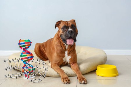 Boxerhund mit molekularen Modellen liegt im Tierbett in der Nähe einer Lichtwand