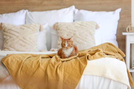Téléchargez les photos : Mignon chat rouge couché sur la couverture dans la chambre lumineuse - en image libre de droit