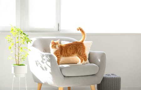 Téléchargez les photos : Mignon chat rouge sur fauteuil gris dans le salon - en image libre de droit